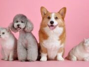 Woolworths launches comprehensive pet insurance