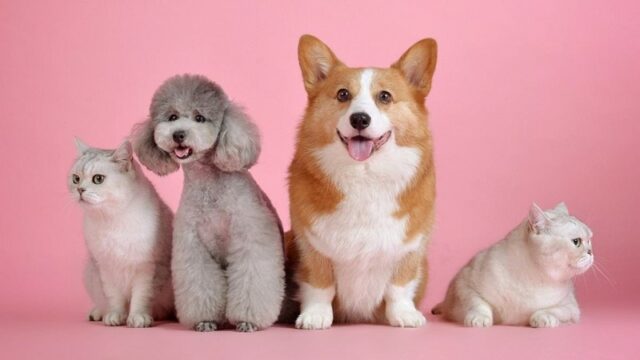 Woolworths launches comprehensive pet insurance