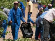 South Africa’s agriculture sector faces unexpected downturn